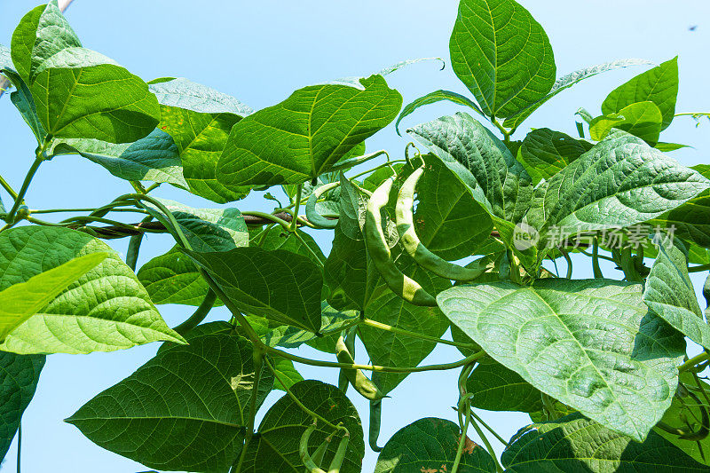 菜豆(phaseololesvulgaris L. bean)在大田阳光下生长